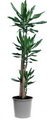 Dracaena studnerii